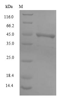 Greater than 85% as determined by SDS-PAGE.Recombinant Bk Polyomavirus Major Capsid Protein Vp1 Protein (His&Myc)