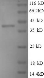 Greater than 90% as determined by SDS-PAGE.