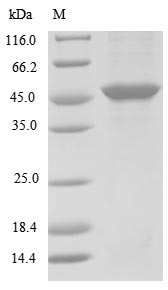 Greater than 85% as determined by SDS-PAGE.