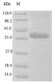 Greater than 85% as determined by SDS-PAGE.Recombinant Bk Polyomavirus Minor Capsid Protein Vp2 Protein (His)
