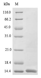 Greater than 85% as determined by SDS-PAGE.