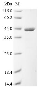 Greater than 90% as determined by SDS-PAGE.