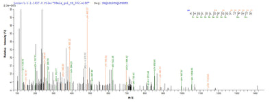 Based on the SEQUEST from database of E.coli host and target protein, the LC-MS/MS Analysis result of this product could indicate that this peptide derived from E.coli-expressed Epstein-Barr virus (strain B95-8) (HHV-4) (Human herpesvirus 4) BLLF1.Recombinant Epstein-Barr Virus Envelope Glycoprotein Gp350 (BLLF1) Protein (His-SUMO)