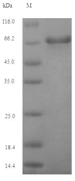 Greater than 90% as determined by SDS-PAGE.Recombinant Epstein-Barr Virus Envelope Glycoprotein Gp350 (BLLF1) Protein (His-SUMO)