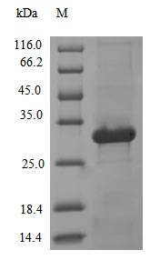 Greater than 90% as determined by SDS-PAGE.Recombinant Human Adenovirus C Serotype 5 Protease (L3) Protein (His&Myc)