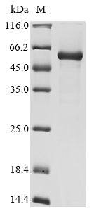 Greater than 85% as determined by SDS-PAGE.Recombinant Coxsackievirus B3 Genome Polyprotein Protein (His)