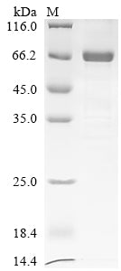 Greater than 85% as determined by SDS-PAGE.Recombinant Sindbis Virus Non-Structural Polyprotein (P1234)