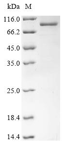 Greater than 85% as determined by SDS-PAGE.Recombinant Moloney Murine Leukemia Virus Gag-Pol Polyprotein (GAG-POL) Protein (His&Myc)