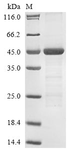 Greater than 85% as determined by SDS-PAGE.