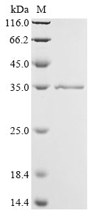 Greater than 90% as determined by SDS-PAGE.Recombinant Influenza A Virus Non-Structural Protein 1 (NS) Protein (His&Myc)
