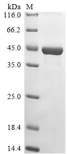 Greater than 85% as determined by SDS-PAGE.
