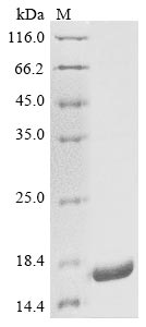 Greater than 85% as determined by SDS-PAGE.Recombinant Escherichia Phage Lambda Capsid Decoration Protein (D) Protein (His)