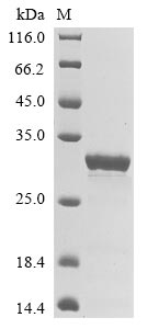 Greater than 90% as determined by SDS-PAGE.Recombinant Escherichia Phage Lambda Capsid Decoration Protein (D) Protein (GST)