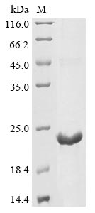 Greater than 85% as determined by SDS-PAGE.Recombinant Escherichia Phage Lambda Capsid Decoration Protein (D) Protein (His-KSI)