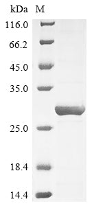 Greater than 85% as determined by SDS-PAGE.