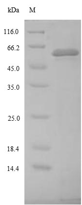 Greater than 85% as determined by SDS-PAGE.Recombinant Saccharomyces Cerevisiae Site-Specific Recombinase Flp (FLP1) Protein (His)