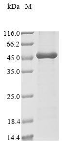 Greater than 85% as determined by SDS-PAGE.Recombinant Human Papillomavirus Type 11 Regulatory Protein E2 (E2) Protein (His&Myc)