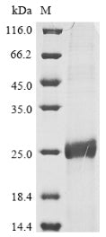 Greater than 90% as determined by SDS-PAGE.Recombinant Human Papillomavirus Type 11 Protein E6 (E6) Protein (His)