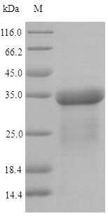 Greater than 90% as determined by SDS-PAGE.Recombinant E.Coli Type-1 Fimbrial Protein, A Chain (FIMA) Protein (His-SUMO)