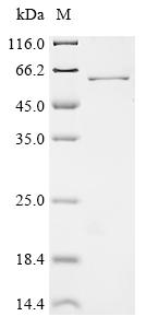 Greater than 90% as determined by SDS-PAGE.