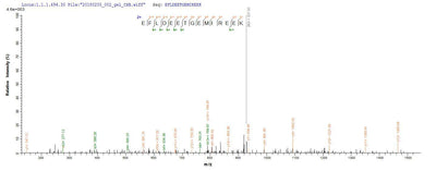 Based on the SEQUEST from database of E.coli host and target protein, the LC-MS/MS Analysis result of this product could indicate that this peptide derived from E.coli-expressed Enterobacteria phage T4 (Bacteriophage T4) UVSX.Recombinant Enterobacteria Phage T4 Recombination And Repair Protein (UVSX) Protein (His-SUMO)