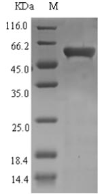 Greater than 90% as determined by SDS-PAGE.Recombinant Enterobacteria Phage T4 Recombination And Repair Protein (UVSX) Protein (His-SUMO)