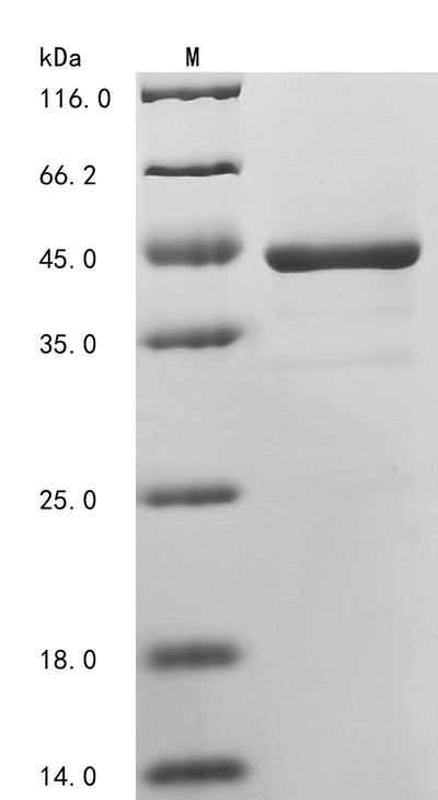 Greater than 90% as determined by SDS-PAGE.