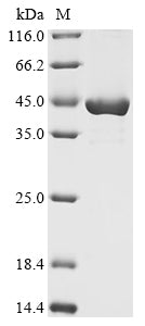 Greater than 90% as determined by SDS-PAGE.