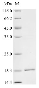 Greater than 85% as determined by SDS-PAGE.