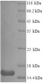 Greater than 90% as determined by SDS-PAGE.Recombinant Mouse Serum Amyloid A-3 Protein (SAA3) Protein (His)