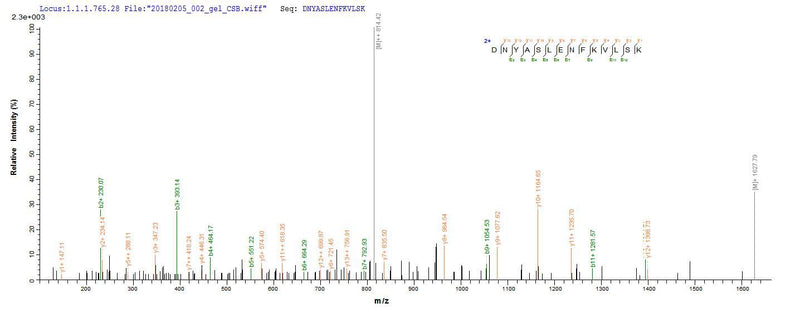 Based on the SEQUEST from database of E.coli host and target protein, the LC-MS/MS Analysis result of this product could indicate that this peptide derived from E.coli-expressed Plasmodium falciparum (isolate K1 / Thailand) MSP-1.Recombinant Plasmodium Falciparum Merozoite Surface Protein 1 (MSP-1) Protein (His)