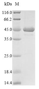 Greater than 85% as determined by SDS-PAGE.