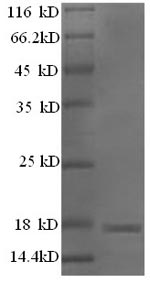 Greater than 90% as determined by SDS-PAGE.
