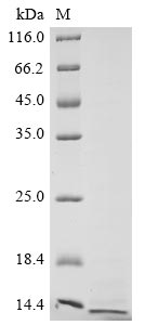 Greater than 85% as determined by SDS-PAGE.