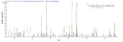 Based on the SEQUEST from database of E.coli host and target protein, the LC-MS/MS Analysis result of this product could indicate that this peptide derived from E.coli-expressed Synechococcus sp. (strain ATCC 27144 / PCC 6301 / SAUG 1402/1) (Anacystis nidulans) phr.Recombinant Synechococcus Sp. Deoxyribodipyrimidine Photo-Lyase (PHR) Protein (His-SUMO&Myc)