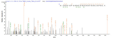 Based on the SEQUEST from database of E.coli host and target protein, the LC-MS/MS Analysis result of this product could indicate that this peptide derived from E.coli-expressed Synechococcus sp. (strain ATCC 27144 / PCC 6301 / SAUG 1402/1) (Anacystis nidulans) phr.Recombinant Synechococcus Sp. Deoxyribodipyrimidine Photo-Lyase (PHR) Protein (His-SUMO&Myc)