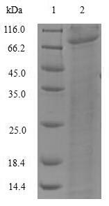 Greater than 90% as determined by SDS-PAGE.Recombinant Synechococcus Sp. Deoxyribodipyrimidine Photo-Lyase (PHR) Protein (His-SUMO&Myc)