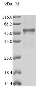 Greater than 85% as determined by SDS-PAGE.