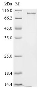 Greater than 85% as determined by SDS-PAGE.Recombinant E.Coli Ferrienterobactin Receptor (FEPA) Protein (His&Myc)