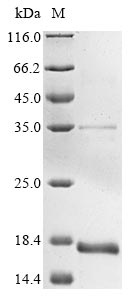 Greater than 85% as determined by SDS-PAGE.