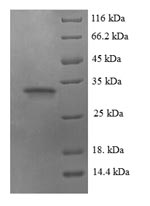 Greater than 90% as determined by SDS-PAGE.
