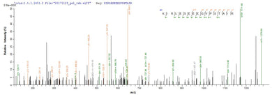 Based on the SEQUEST from database of E.coli host and target protein, the LC-MS/MS Analysis result of this product could indicate that this peptide derived from E.coli-expressed Homo sapiens (Human) CDK1.Recombinant Human Cyclin-Dependent Kinase 1 (CDK1) Protein (His)