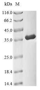 Greater than 85% as determined by SDS-PAGE.Recombinant Human Cyclin-Dependent Kinase 1 (CDK1) Protein (His)