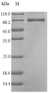 Greater than 90% as determined by SDS-PAGE.