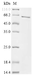 Greater than 90% as determined by SDS-PAGE.Recombinant Rhizobium Radiobacter T-Dna Border Endonuclease Vird2 (VIRD2) Protein (His&Myc)