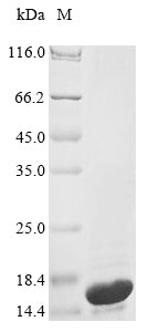 Greater than 85% as determined by SDS-PAGE.Recombinant E.Coli Colicin-Ia (CIA) Protein (His)