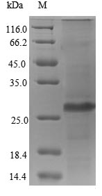 Greater than 90% as determined by SDS-PAGE.