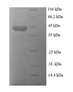 Greater than 90% as determined by SDS-PAGE.