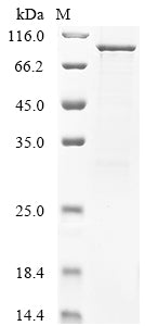 Greater than 85% as determined by SDS-PAGE.