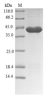 Greater than 90% as determined by SDS-PAGE.Recombinant Dog Cationic Trypsin (PRSS1) Protein (His-SUMO)